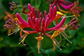 lonicera-american-beauty-1_0.jpg