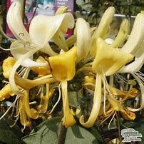 lonicera-caprilia-ever-1.jpg