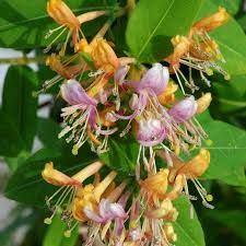 lonicera-caprilia-ever-1_0.jpg