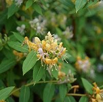 lonicera-caprilia-ever-2.jpg