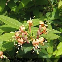 lonicera-caprilia-ever-3.jpg