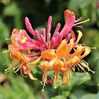 lonicera-gold-flame-1.jpg