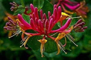 lonicera-gold-flame-2.jpg