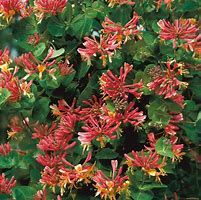 lonicera-gold-flame-3.jpg