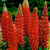 lupinus-red-1.jpg