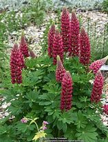 lupinus-red-2.jpg