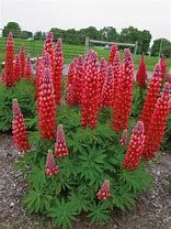 lupinus-red-3.jpg