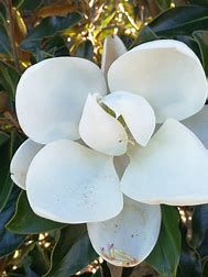 Magnolia à grandes fleurs 'Galissonniere'