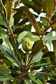 magnolia-galissoniensis-2.jpg