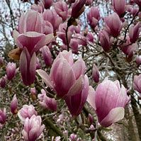 magnolia-soulangeana-1.jpg