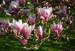 magnolia-soulangeana-2.jpg