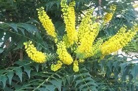 mahonia-winter-sun-1.jpg