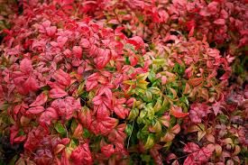 nandina-fire-power-1.jpg