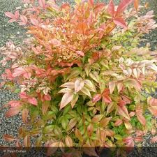 nandina-gulf-stream-1_0.jpg