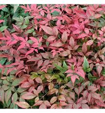 nandina-obsessed-1.jpg