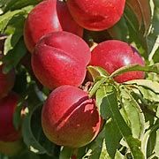 nectarine-nectaredvi-1.jpg