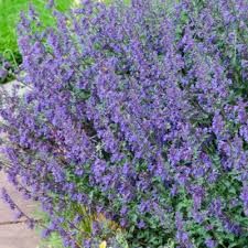 nepeta-six-hills-giant-1.jpg