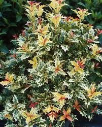 osmanthus-tricolor-1.jpg