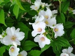 philadelphus-belle-etoile-1_1.jpg