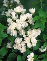 philadelphus-manteau-d-hermine-1_0.jpg