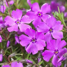 phlox-mc-daniel-s-cushion-2.jpg