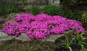 phlox-mc-daniel-s-cushion-3.jpg