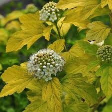 physocarpus-dart-s-gold-1.jpg