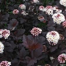 physocarpus-diabolo-1_0.jpg