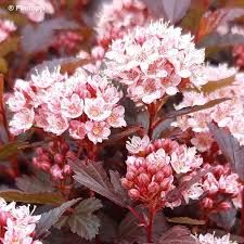 physocarpus-little-jocker-1_0.jpg