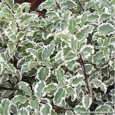 pittosporum-variegatum-1_0.jpg