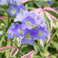 polemonium-sterway-to-heaven-1.jpg