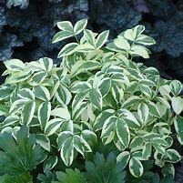 polemonium-sterway-to-heaven-2.jpg