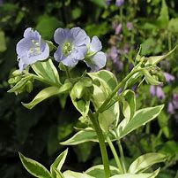 polemonium-sterway-to-heaven-3.jpg