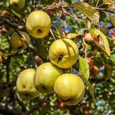 Pommier 'Reinette du Mans'