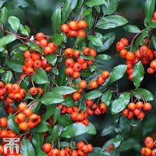 pyracantha-orange-glow-2.jpg