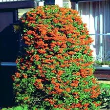 pyracantha-orange-glow-3.jpg