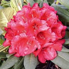 Rhododendron variés