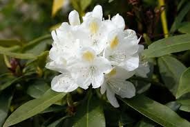 rhododendron-2.jpg