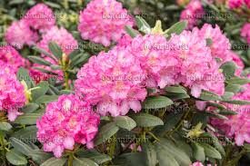 rhododendron-3.jpg