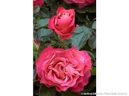 rosier-buisson-belle-epoque-2.jpg