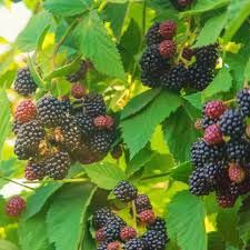 rubus-triple-crown-1.jpg