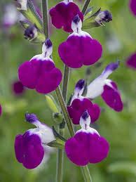 salvia-amethyst-lips-1.jpg