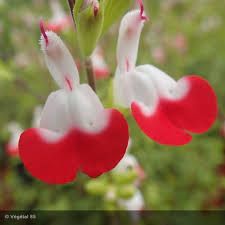 salvia-hot-lips-1.jpg