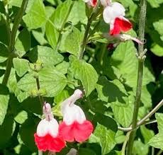 salvia-hot-lips-2.jpg