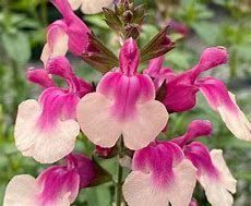 salvia-mirage-rose-bicolor-1.jpg