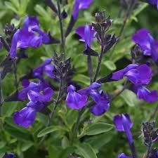 salvia-mirage-violet-1.jpg