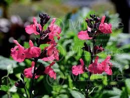 salvia-salmon-1.jpg