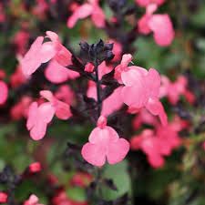 salvia-salmon-2.jpg