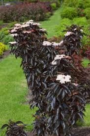 sambucus-black-tower-1_0.jpg