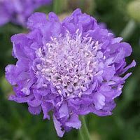 scabiosa-mariposa-1.jpg